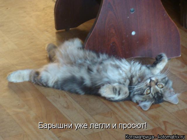Котоматрица: Барышни уже легли и просют!