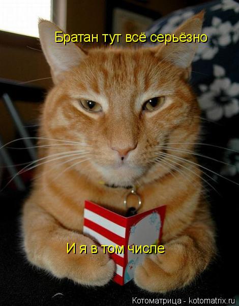 Котоматрица: Братан тут всё серьёзно И я в том числе