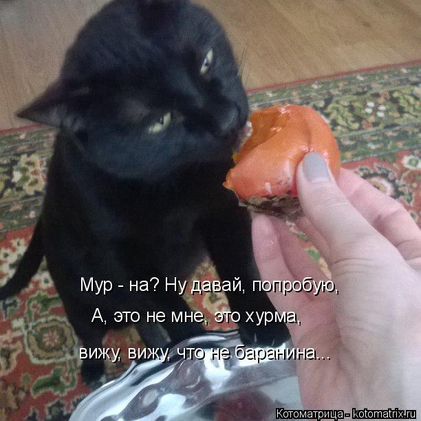 Котоматрица: Мур - на? Ну давай, попробую, А, это не мне, это хурма, вижу, вижу, что не баранина...