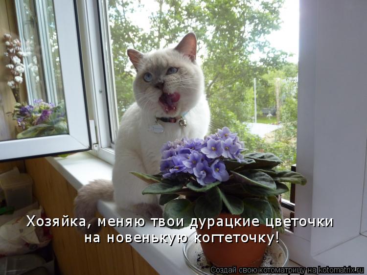 Котоматрица: Хозяйка, меняю твои дурацкие цветочки на новенькую когтеточку!