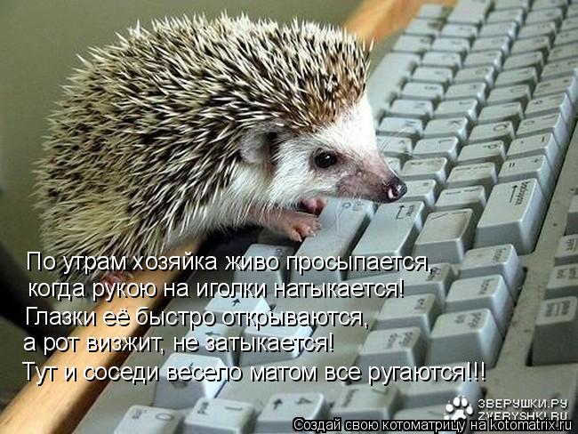 Котоматрица: По утрам хозяйка живо просыпается,   когда рукою на иголки натыкается! Глазки её быстро открываются,  а рот визжит, не затыкается! Тут и сосед