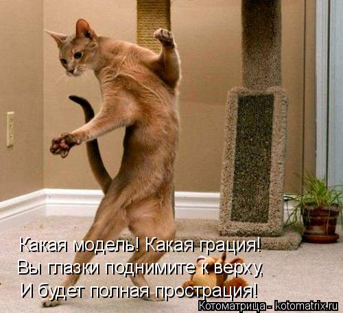 Котоматрица: Какая модель! Какая грация! Вы глазки поднимите к верху, И будет полная прострация!