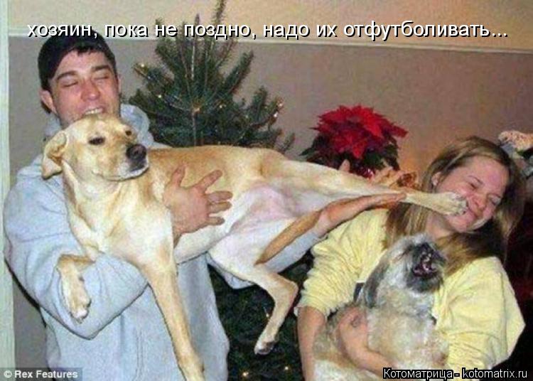 Котоматрица: хозяин, пока не поздно, надо их отфутболивать...