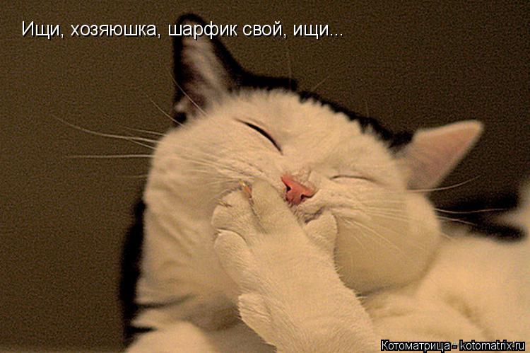 Котоматрица: Ищи, хозяюшка, шарфик свой, ищи...