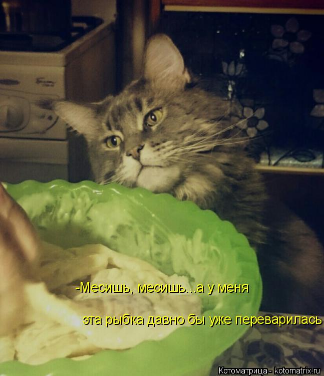 Котоматрица: эта рыбка давно бы уже переварилась -Месишь, месишь...а у меня
