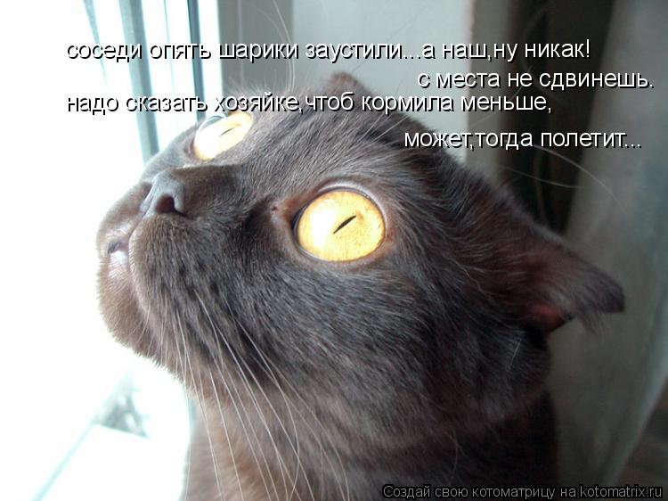 Котоматрица: соседи опять шарики заустили...а наш,ну никак! с места не сдвинешь. надо сказать хозяйке,чтоб кормила меньше, может,тогда полетит...
