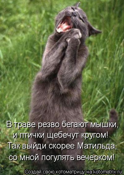 Котоматрица: Так выйди скорее Матильда, со мной погулять вечерком! и птички щебечут кругом! В траве резво бегают мышки,