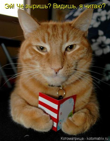 Котоматрица: Эй! Чё зыришь? Видишь, я читаю?