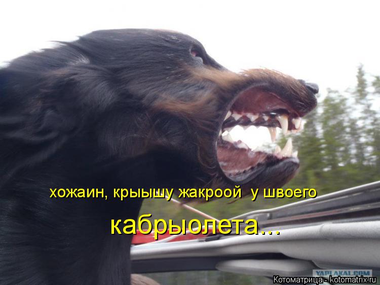 Котоматрица: хожаин, крыышу жакроой  у швоего  кабрыолета...