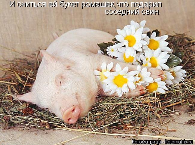 Котоматрица: И сниться ей букет ромашек,что подарил  соседний свин.