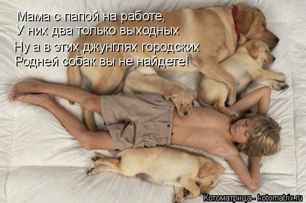 Котоматрица: Мама с папой на работе, Родней собак вы не найдете! У них два только выходных Ну а в этих джунглях городских