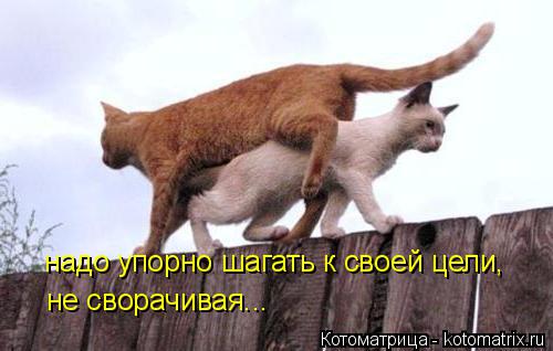 Котоматрица: надо упорно шагать к своей цели, не сворачивая...