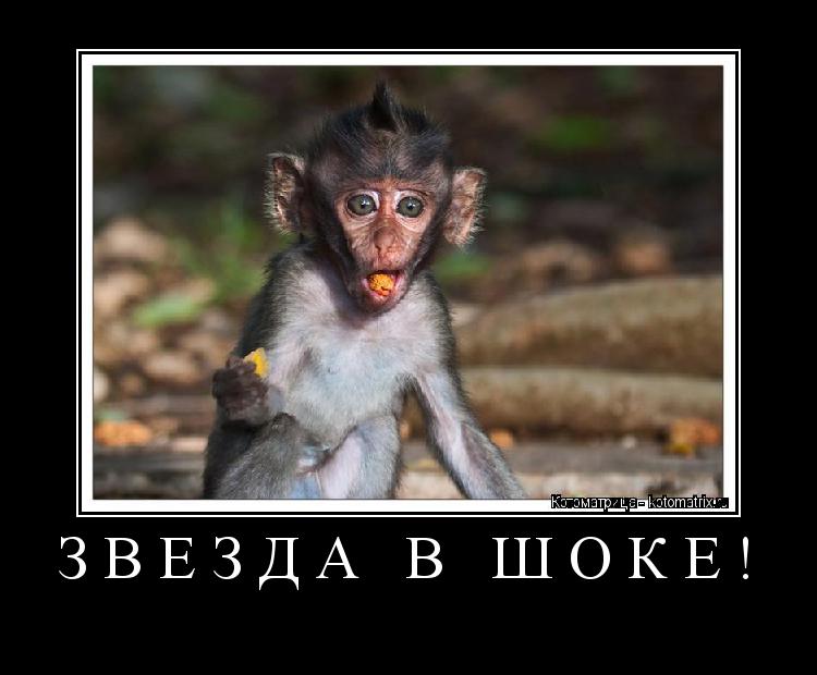Котоматрица: ЗВЕЗДА В ШОКЕ! 