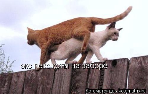Котоматрица: экс пекс коты на заборе