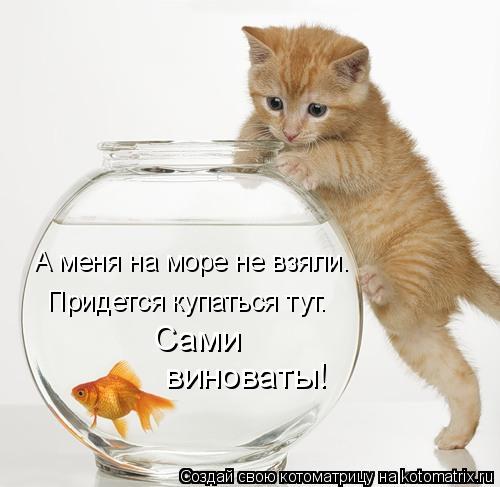 Котоматрица: А меня на море не взяли. Придется купаться тут. Сами  виноваты!