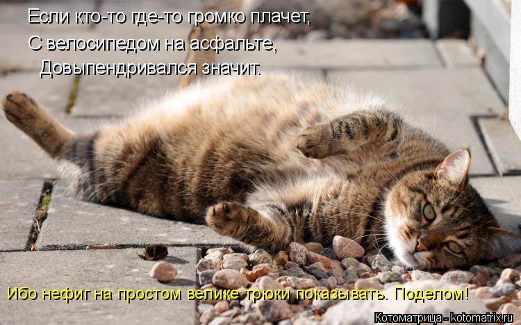 Котоматрица: Если кто-то где-то громко плачет, С велосипедом на асфальте, Довыпендривался значит. Ибо нефиг на простом велике трюки показывать. Поделом!
