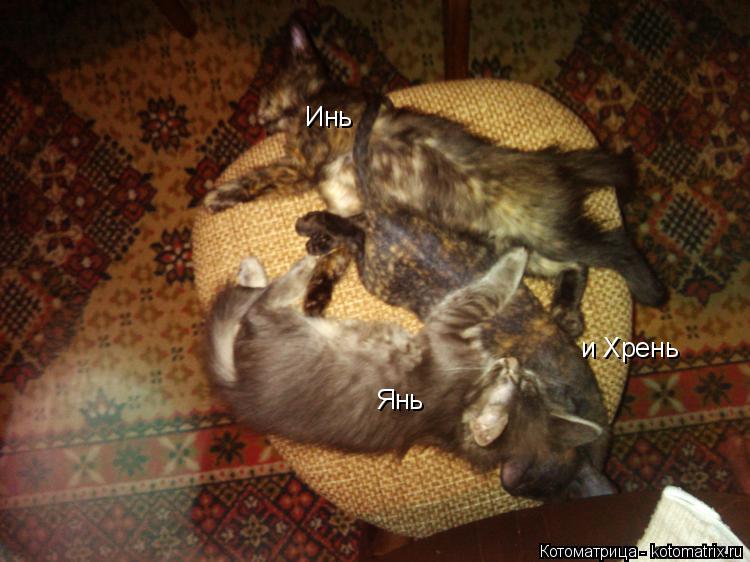 Котоматрица: Инь Янь и Хрень