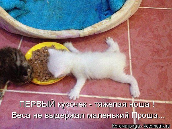 Котоматрица: ПЕРВЫЙ кусочек - тяжелая ноша ! Веса не выдержал маленький Проша...