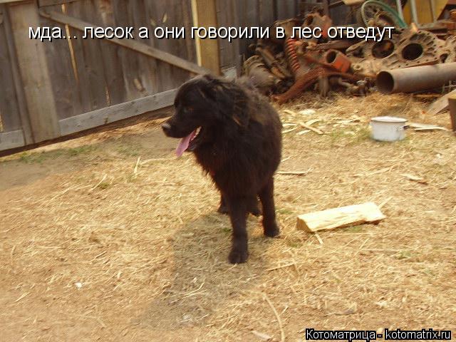 Котоматрица: мда... лесок а они говорили в лес отведут