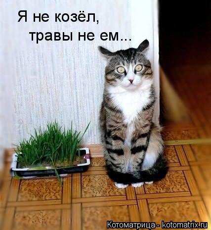 Котоматрица: Я не козёл, травы не ем...