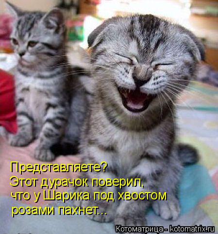 Котоматрица: Представляете?  Этот дурачок поверил, что у Шарика под хвостом розами пахнет...