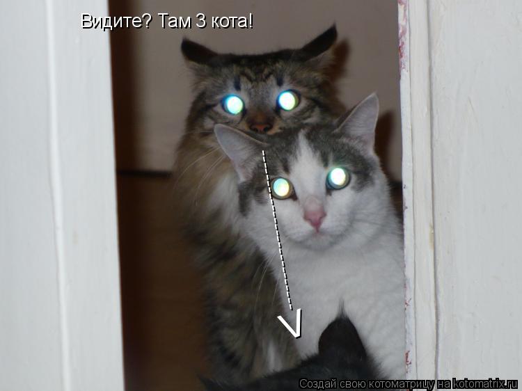 Котоматрица: Видите? Там 3 кота! -------------------------- V
