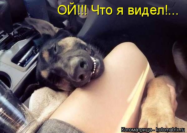 Котоматрица: ОЙ!!! Что я видел!...