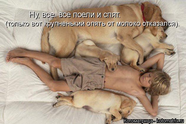 Котоматрица: Ну, все. все поели и спят.  (только вот крупненький опять от молоко отказался).