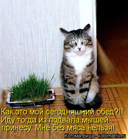 Котоматрица: Как это мой сегодняшний обед?!! Иду тогда из подвала мышей принесу. Мне без мяса нельзя!