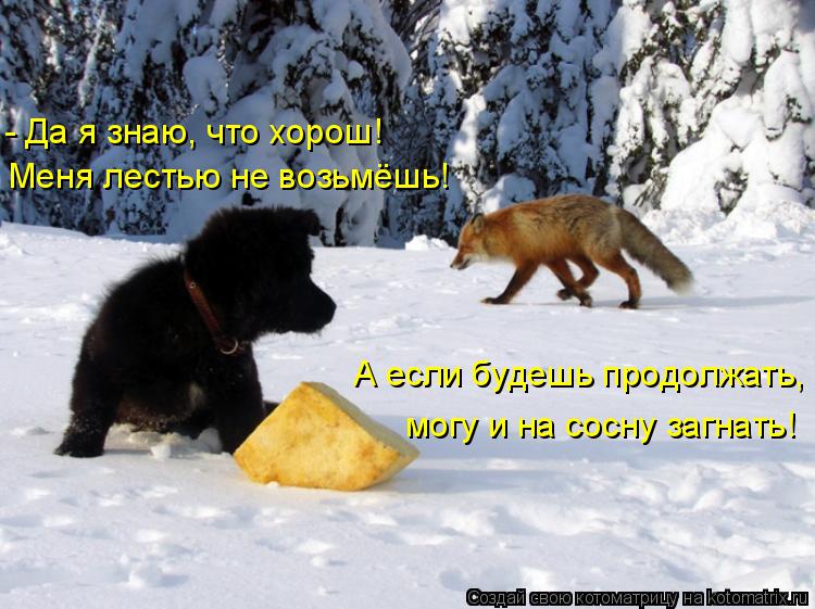 Котоматрица: - Да я знаю, что хорош! Меня лестью не возьмёшь! А если будешь продолжать, могу и на сосну загнать!