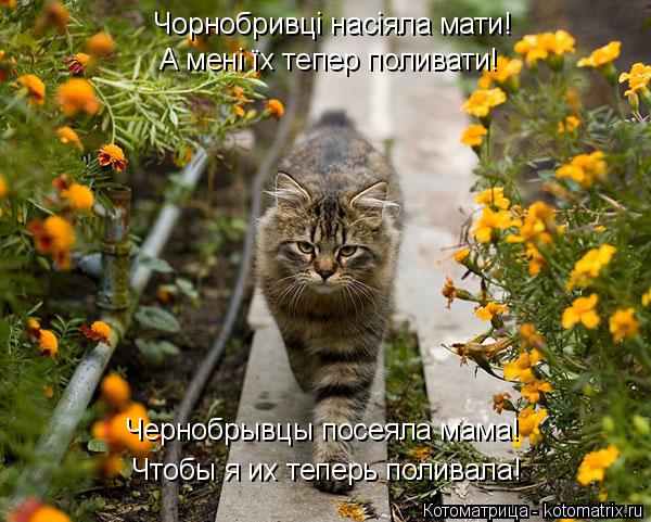 Котоматрица: Чорнобривці насіяла мати! А мені їх тепер поливати! Чернобрывцы посеяла мама! Чтобы я их теперь поливала!