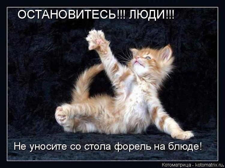 Котоматрица: ОСТАНОВИТЕСЬ!!! ЛЮДИ!!! Не уносите со стола форель на блюде!