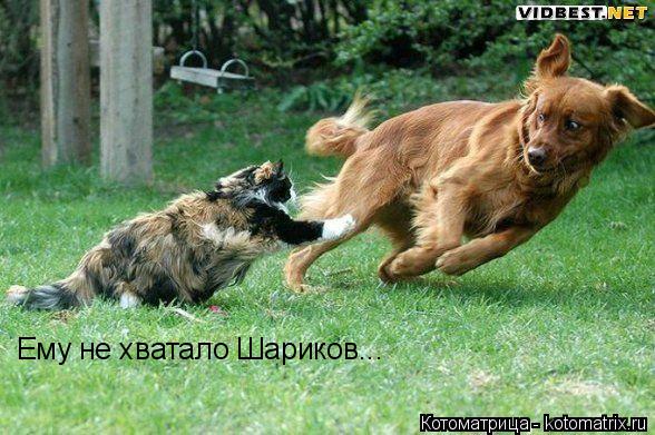 Котоматрица: Ему не хватало Шариков...
