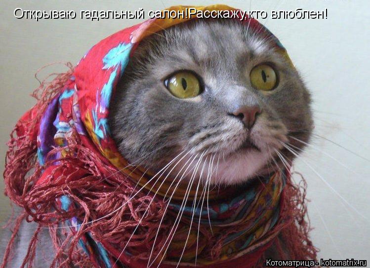 Котоматрица: Открываю гадальный салон!Расскажу,кто влюблен!