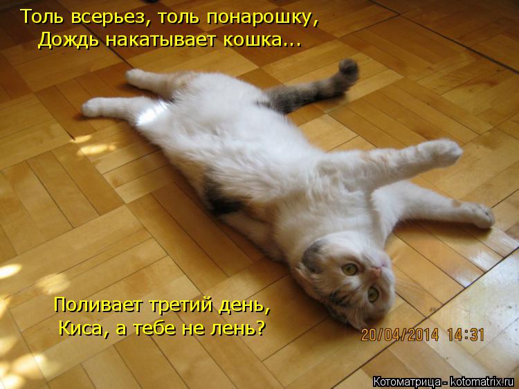 Котоматрица: Толь всерьез, толь понарошку, Дождь накатывает кошка... Поливает третий день, Киса, а тебе не лень?