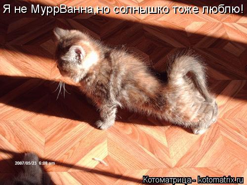 Котоматрица: Я не МуррВанна,но солнышко тоже люблю!