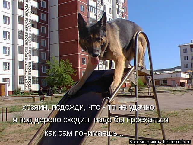 Котоматрица: хозяин, подожди, что - то не удачно я под дерево сходил, надо бы проехаться  как сам понимаешь...