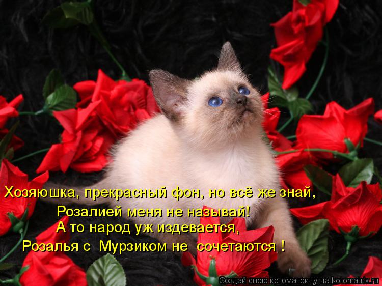 Котоматрица: Хозяюшка, прекрасный фон, но всё же знай, Розалией меня не называй! А то народ уж издевается, Розалья с  Мурзиком не  сочетаются !