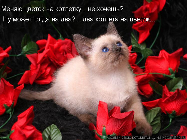 Котоматрица: Меняю цветок на котлетку... не хочешь? Ну может тогда на два?... два котлета на цветок...