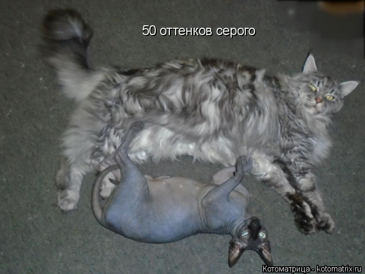 Котоматрица: 50 оттенков серого