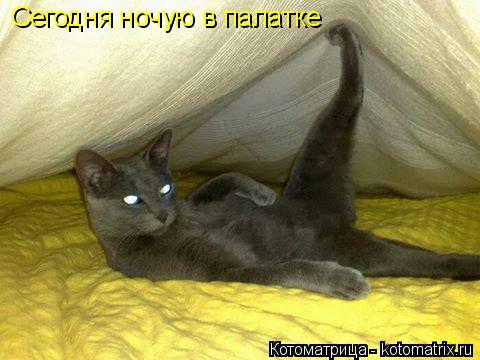 Котоматрица: Сегодня ночую в палатке
