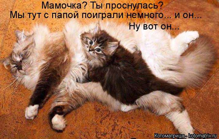 Котоматрица: Мамочка? Ты проснулась? Мы тут с папой поиграли немного... и он...  Ну вот он...