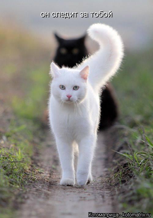 Котоматрица: он следит за тобой