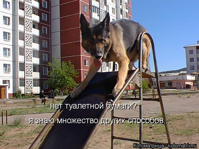 Котоматрица: нет туалетной бумаги?  я знаю множество других способов...