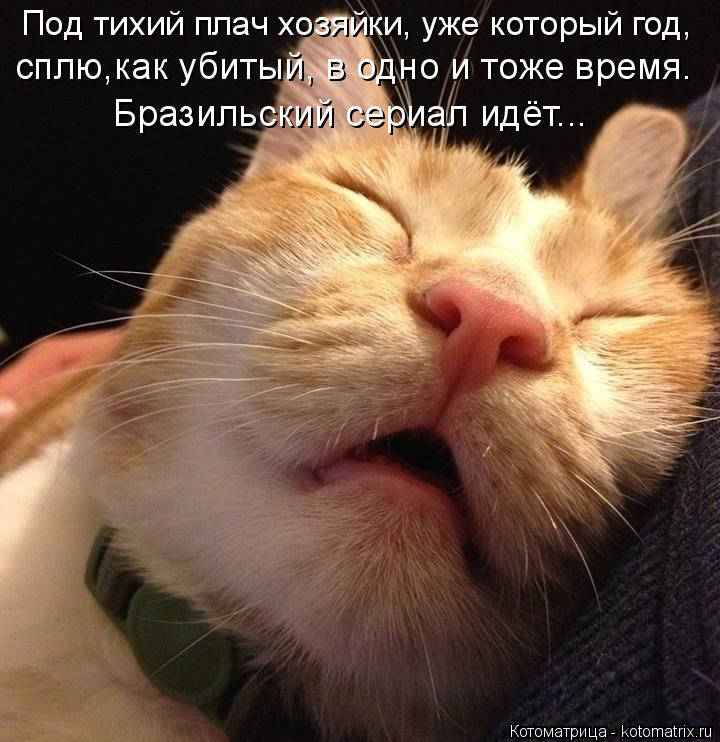 Котоматрица: Под тихий плач хозяйки, уже который год, сплю,как убитый, в одно и тоже время. Бразильский сериал идёт...