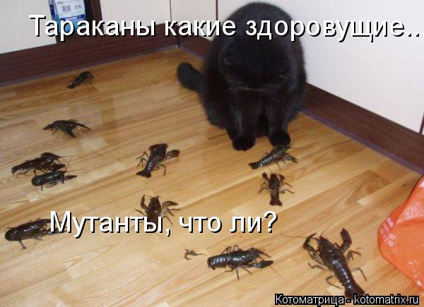 Котоматрица: Тараканы какие здоровущие... Мутанты, что ли?