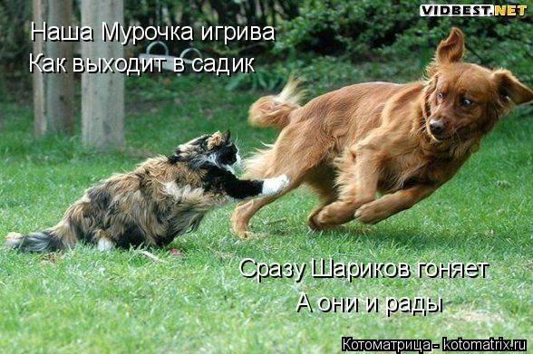 Котоматрица: Наша Мурочка игрива Как выходит в садик Сразу Шариков гоняет А они и рады