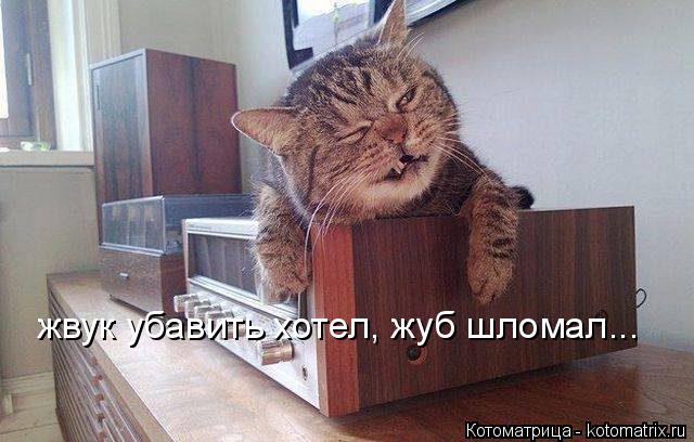 Котоматрица: жвук убавить хотел, жуб шломал...