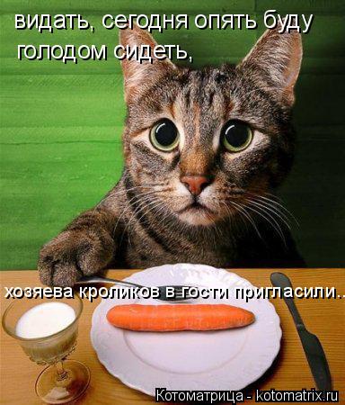 Котоматрица: видать, сегодня опять буду голодом сидеть,  хозяева кроликов в гости пригласили...