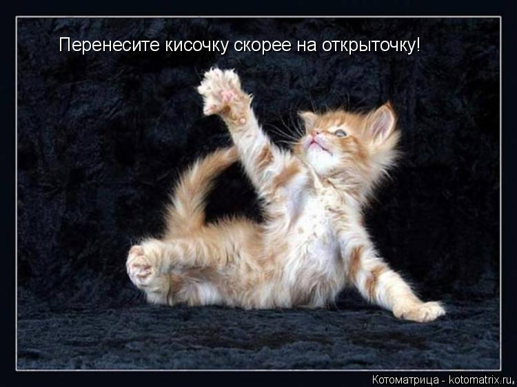 Котоматрица: Перенесите кисочку скорее на открыточку!